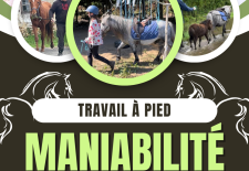 Atelier : travail a pied et maniabilité avec le cheval